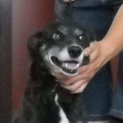Disponibili all'adozione 2 cani accuditi dal Comune