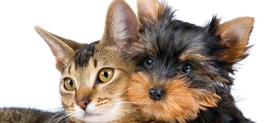 Ad ottobre ATS Val Padana offre 'microchippatura' gratuita cani e gatti