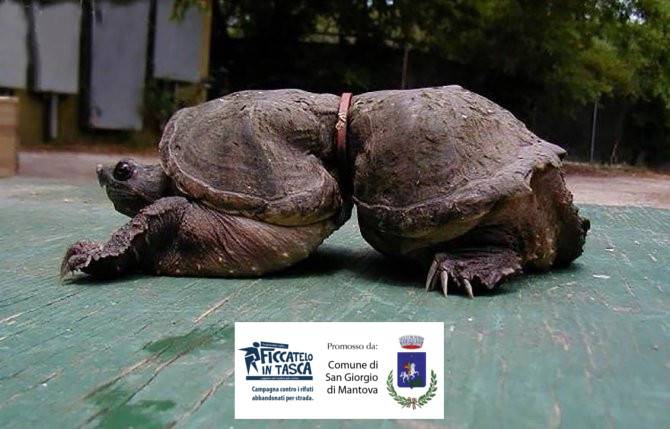  Ficcatelo in Tasca! #11- Anche il rifiuto più piccolo può fare grandi danni